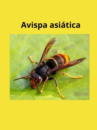 Avispa asiática en Campo
