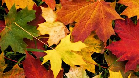 Image otoño